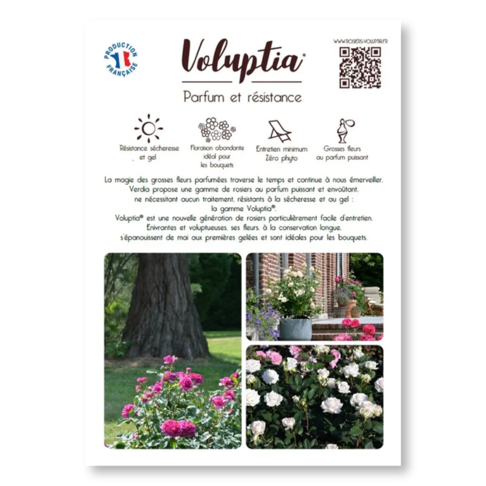 Plaquette A4 RV Voluptia recto.jpg