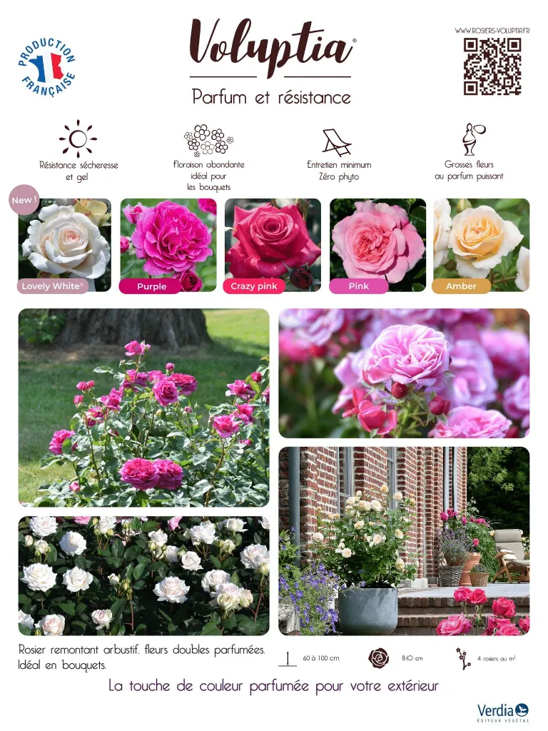 Akilux Voluptia 2025.webp