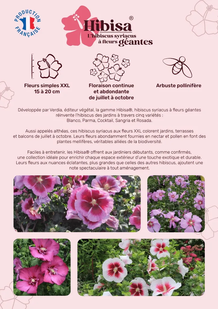Plaquette Hibisa (Page 1).webp