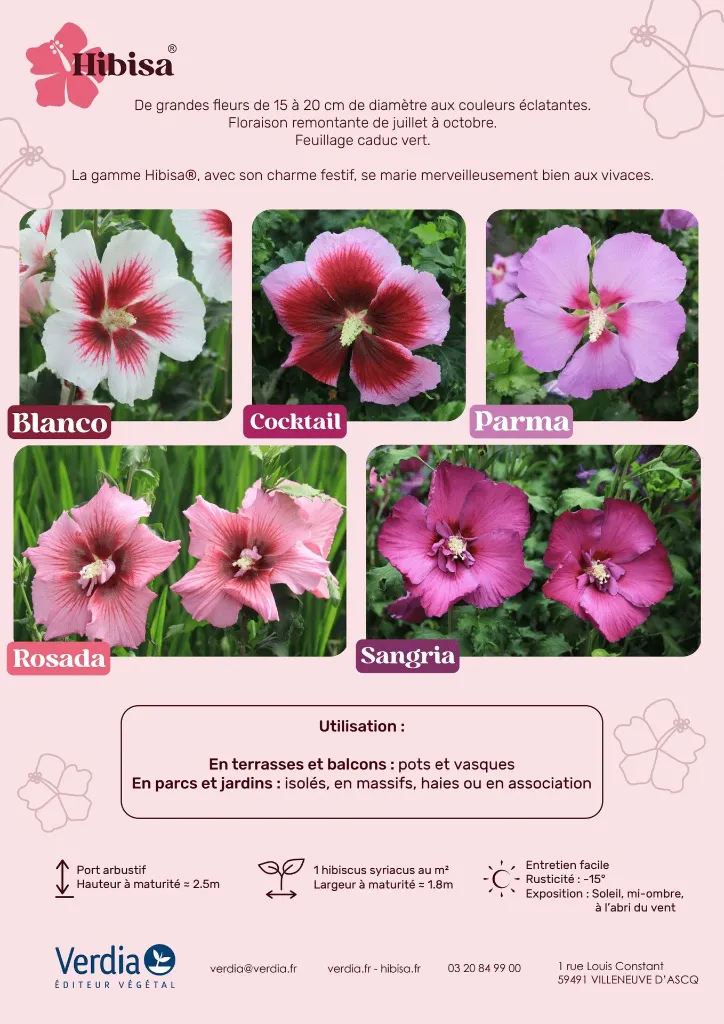 Plaquette Hibisa (Page 2).webp