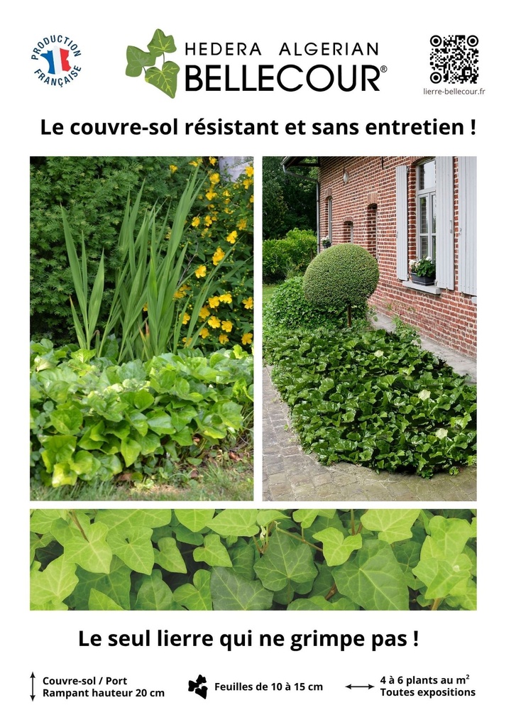 _Affiche Rayon Hedera Algerian Bellecour_desmartis.jpg