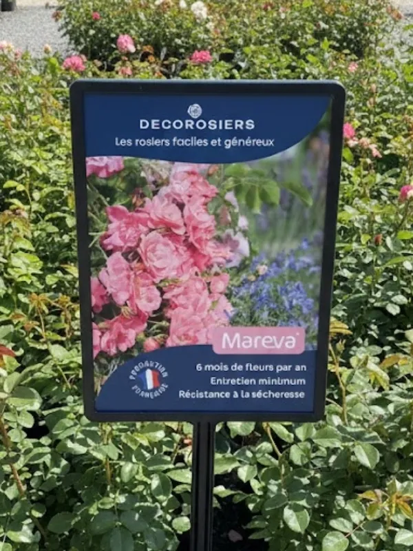 [PLVAFFPVCMAR] Affichette PVC DECOROSIERS® Mareva®