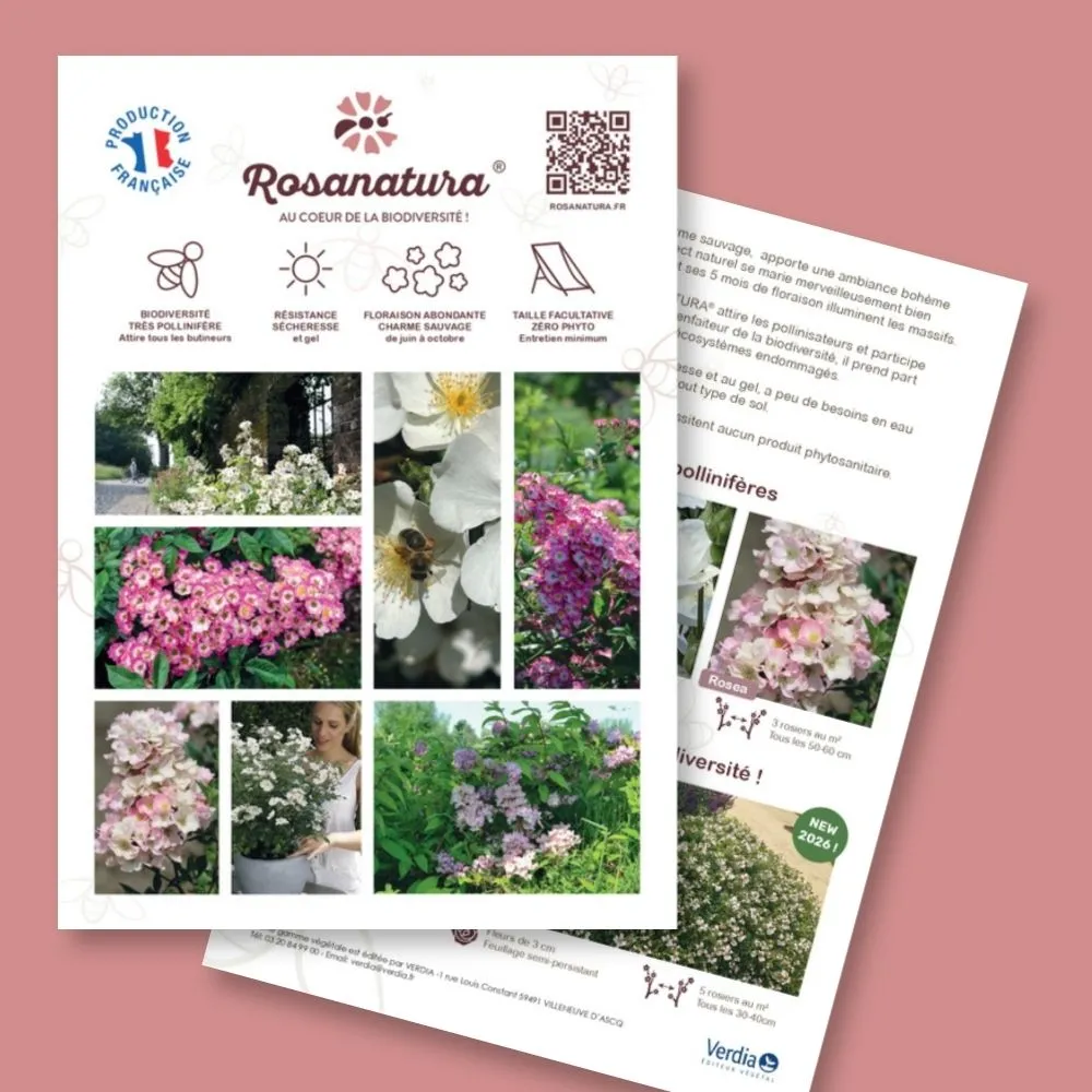 [PLVFLYERROSANAT] Plaquette A4 ROSANATURA® A4 recto verso