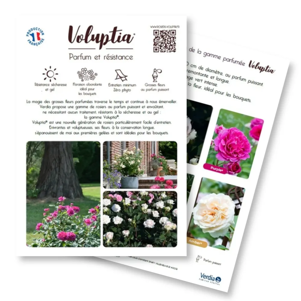 [PLVFLYVOLUPTIA] Plaquette VOLUPTIA® A4 recto verso