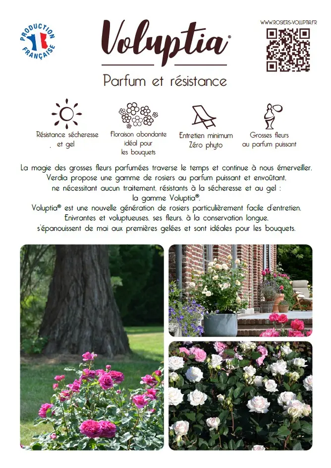 [PLVFLYVOLUPTIA] Plaquette VOLUPTIA® A4 recto verso