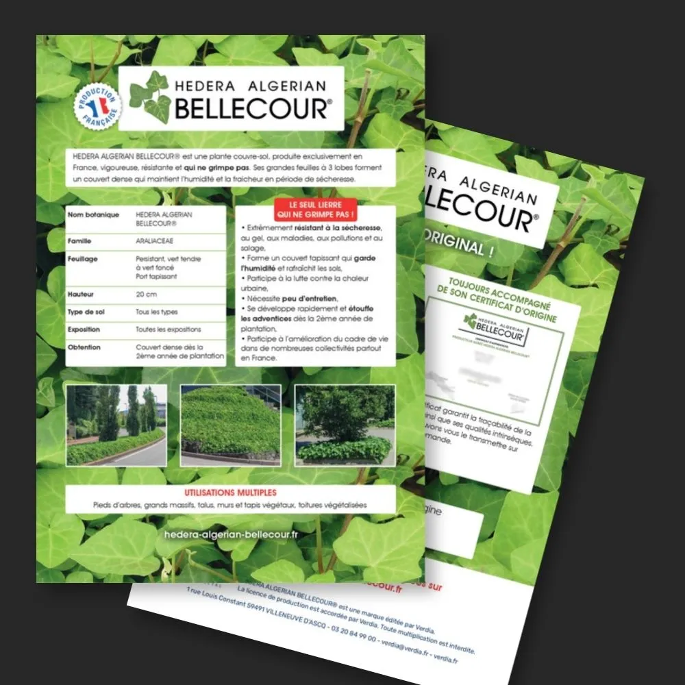 [PLVFLYBELL] Plaquette A4 Hedera Algerian BELLECOUR® recto verso