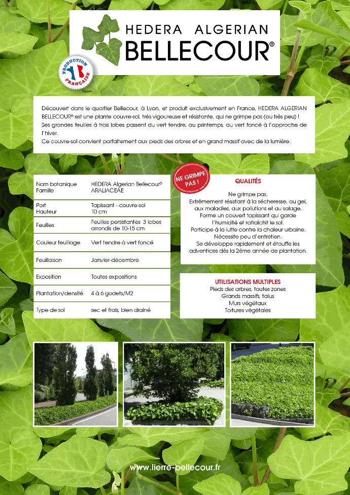 Plaquette Hedera Algerian BELLECOUR® A4 recto verso