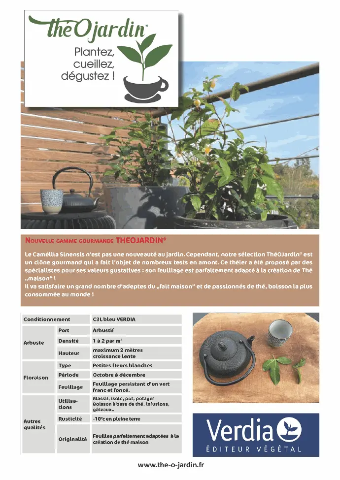 [PLVFLYTHEO] Plaquette ThéOjardin A4 recto verso