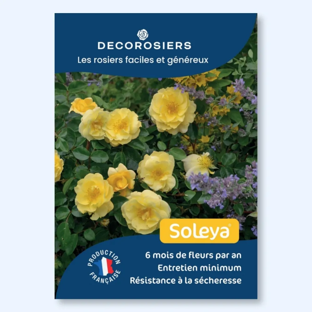 [PLVAFFPVCSOL] Affichette A4 PVC DECOROSIERS® Soleya®