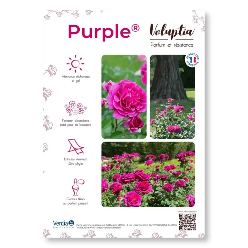 [PLVAFFPVCVO] Affichette PVC VOLUPTIA® Purple®