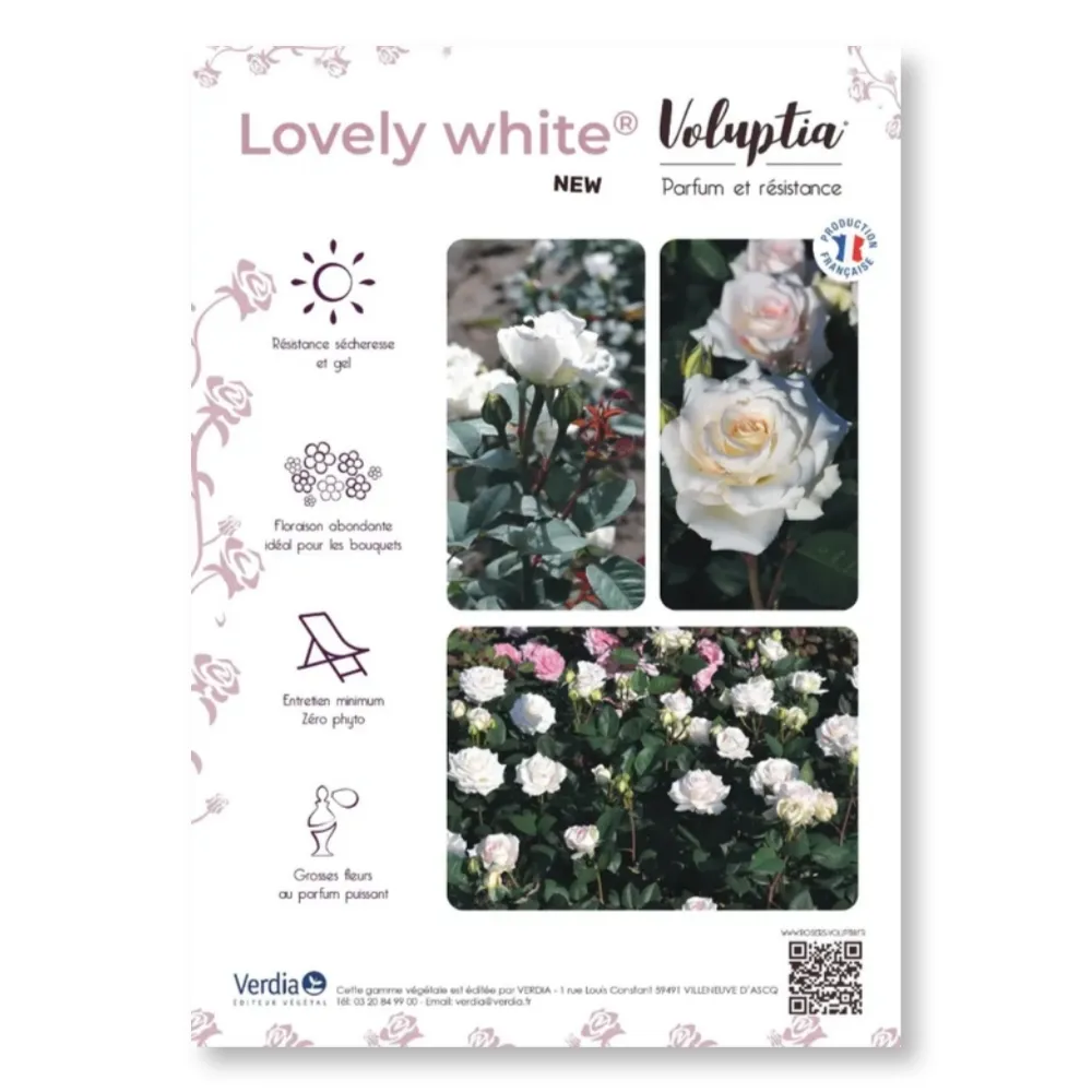 [PLVAFFPVCLOV] Affichette PVC VOLUPTIA® Lovely White®