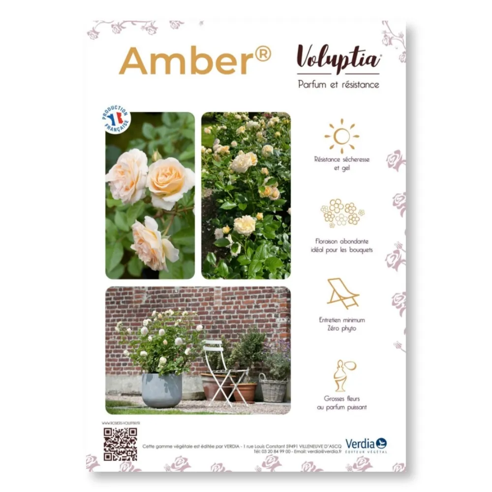 [PLVAFFPVCAMB] Affichette PVC VOLUPTIA® Amber®
