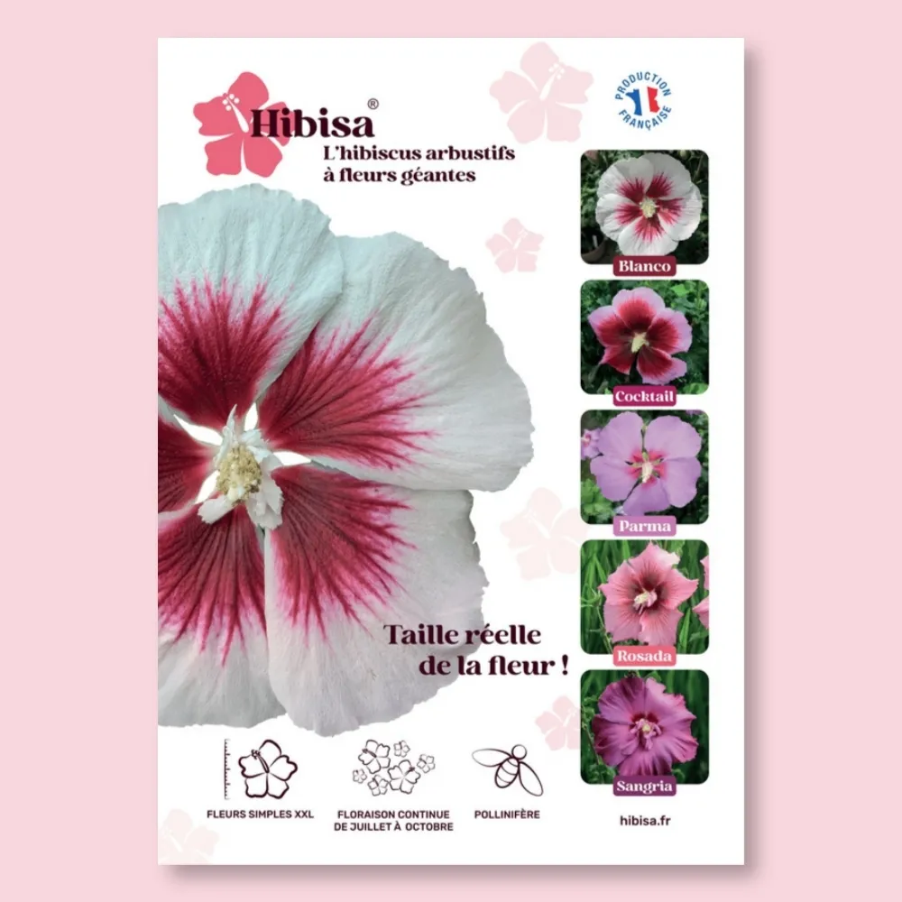 ​Affiche PVC HIBISA BLANCO