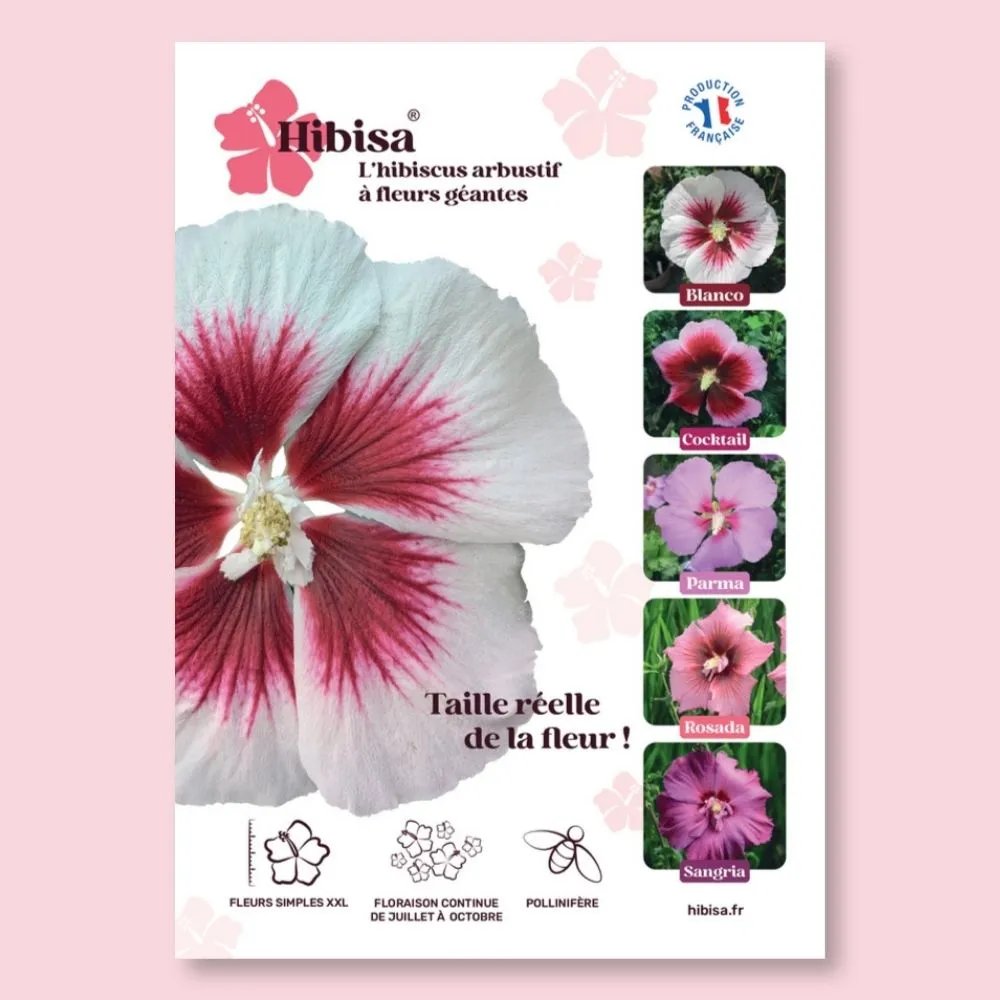 ​Affichette A4 HIBISA BLANCO taille réelle