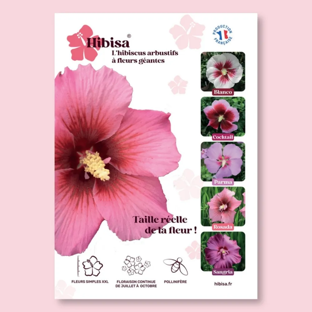 ​Affichette PVC HIBISA ROSADA