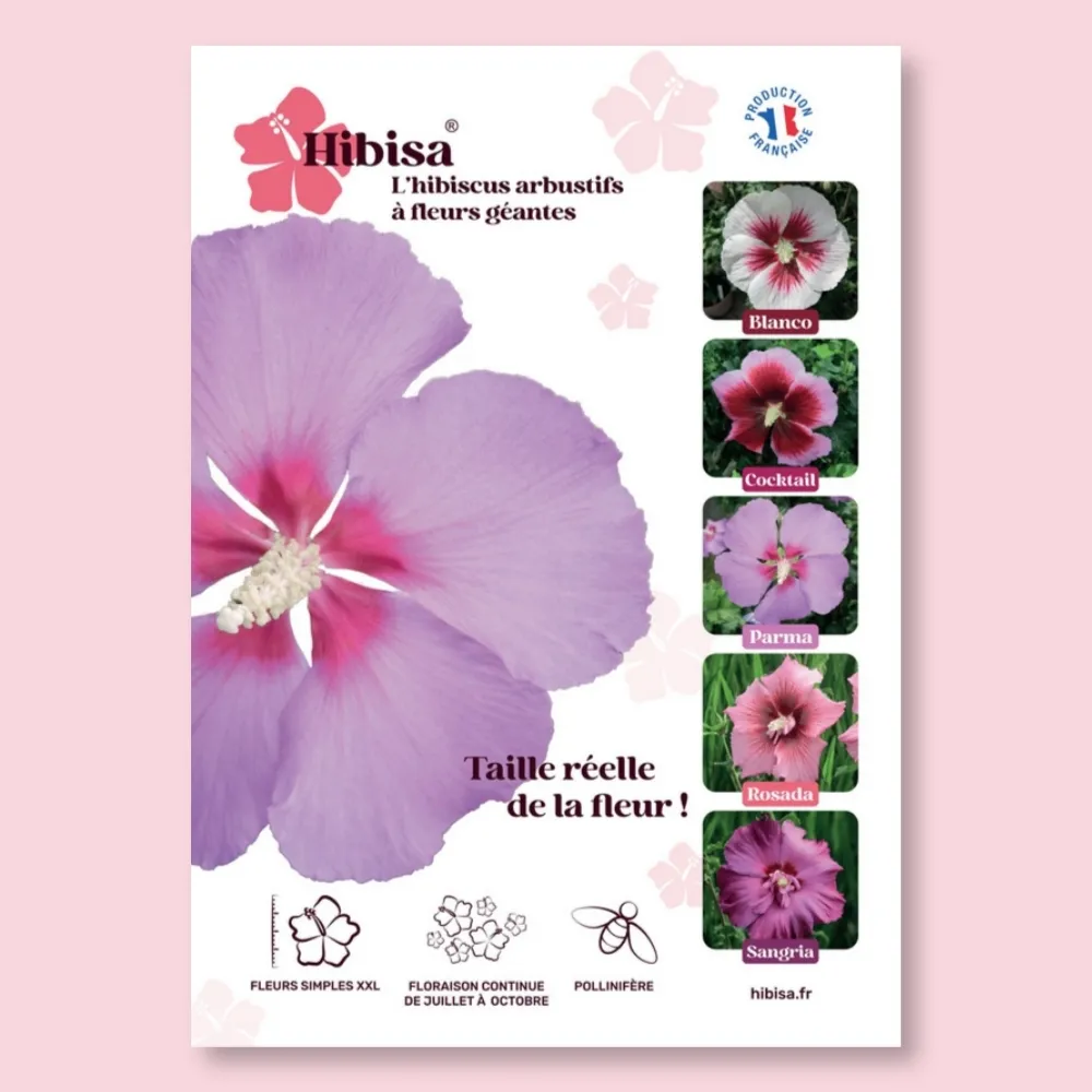​Affiche PVC HIBISA PARMA