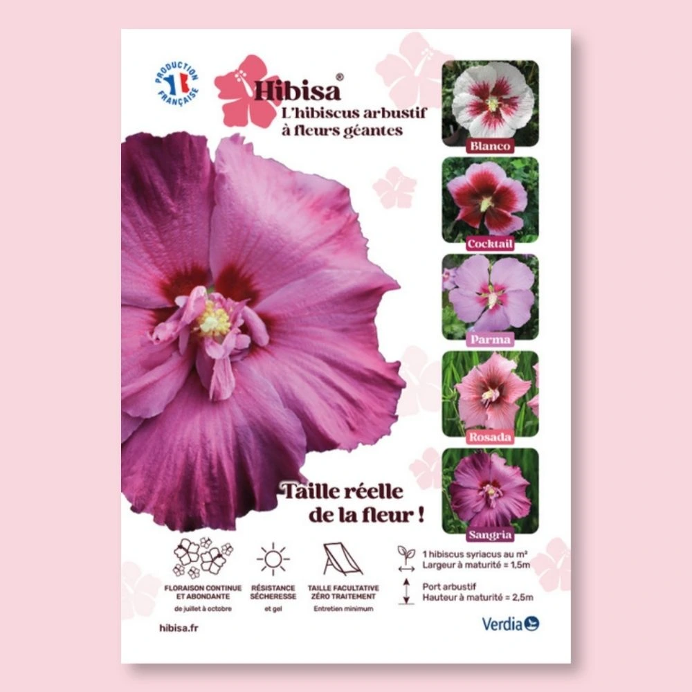 [AFFPVCHIBSAN] ​Affichette A4 PVC HIBISA SANGRIA taille réelle